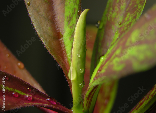 Succulent Euphorbia Synadenium grantii f. rubra. Leaf of plant is green and burgundy in raindrops, the edge of the leaf is serrated, jagged, grooved.  Close-up with shallow focus. photo