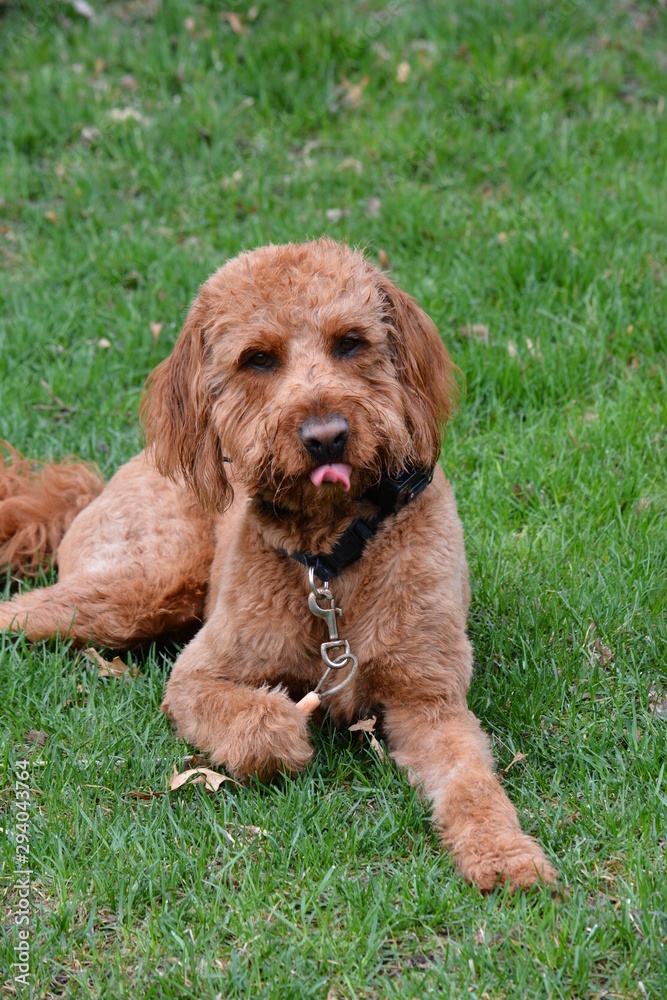 Fototapeta premium dog lying on grass