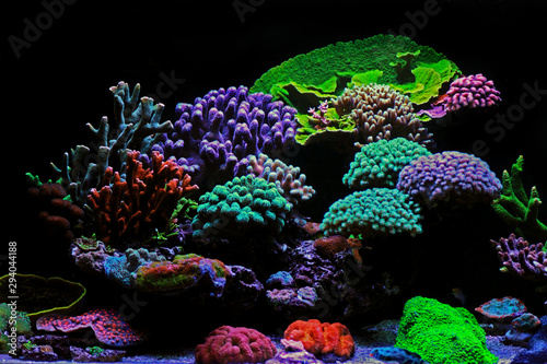 Fototapeta Naklejka Na Ścianę i Meble -  Dream Coral reef saltwater aquarium tank scene