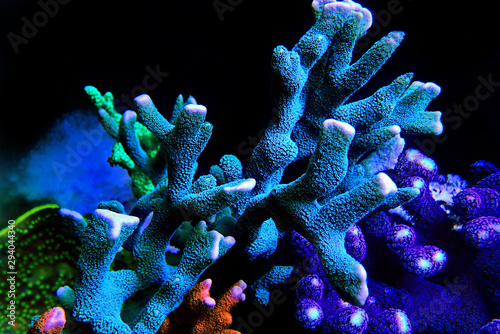 Montipora SPS coral in coral reef aquarium tank photo