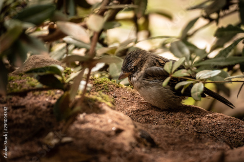 Sparrow hidden under leaves