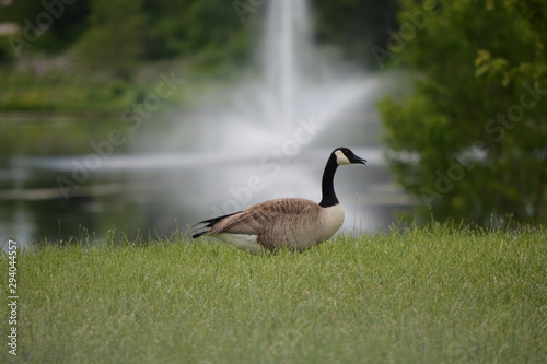 goose on grass with fountain