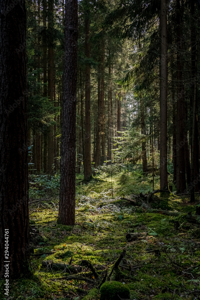 Fototapeta premium Hiking in the Woods