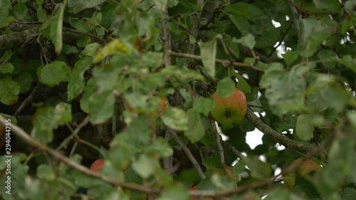brambles apple hidden in foliage of tree in the rain
