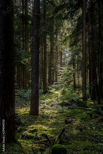 Hiking in the Woods