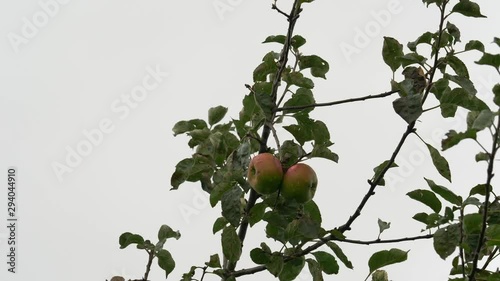 Brambley apples hanging in tree with white background ready for slow motion