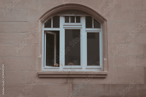 Teddyb  r schaut in einer Stadt aus dem Fenster
