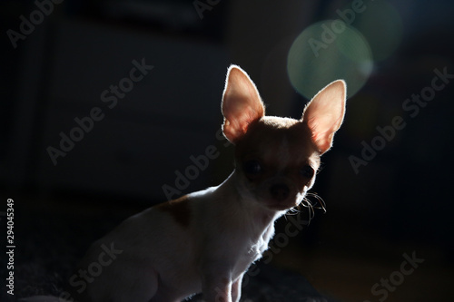 Chihuahua puppy basking in the sun. Backlight sunlight. The puppy is four months old.