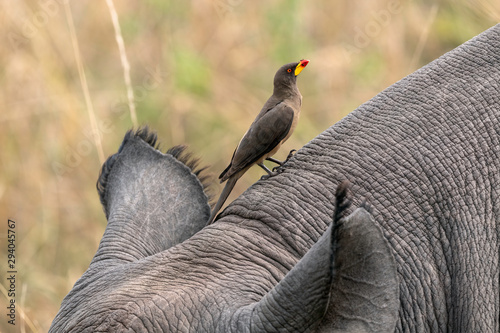 Vászonkép Red Billed Oxpecker sitting between the ears of a black rhino