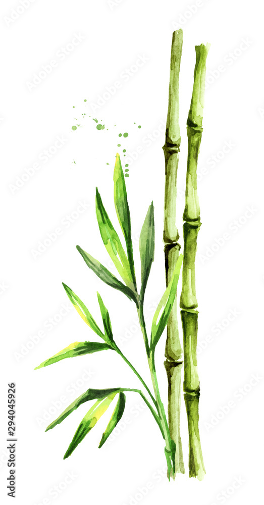 Green bamboo stem and leaves, Watercolor hand drawn illustration, isolated on white background Green bamboo stem and leaves, Watercolor hand drawn illustration, isolated on white background