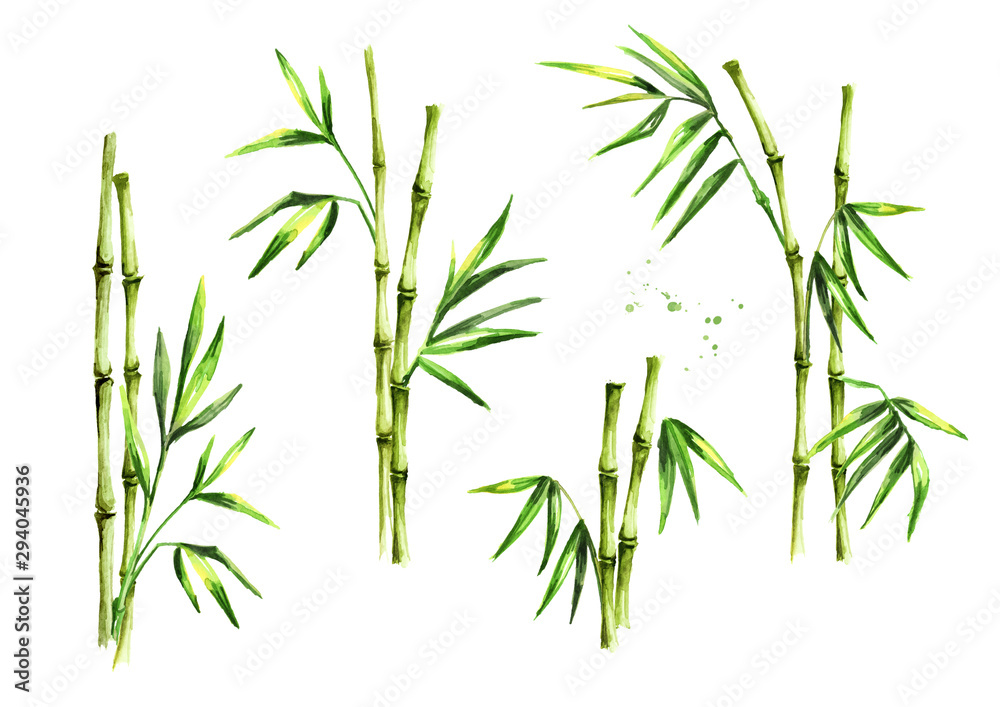 Fototapeta Zestaw zielony bambusowe łodygi i liście. Akwarela ilustracja, na białym tle