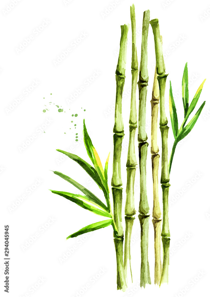 Green bamboo stems and leaves, Watercolor hand drawn illustration, isolated on white background Green bamboo stems and leaves, Watercolor hand drawn illustration, isolated on white background