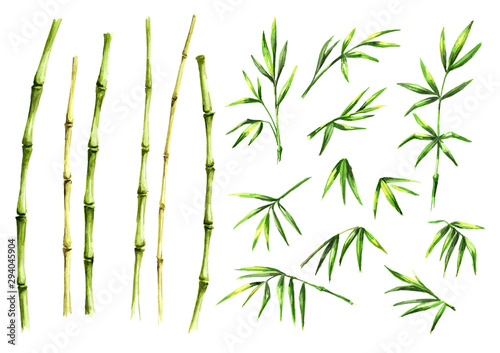 Green bamboo stem and leaves set, Watercolor hand drawn illustration, isolated on white background