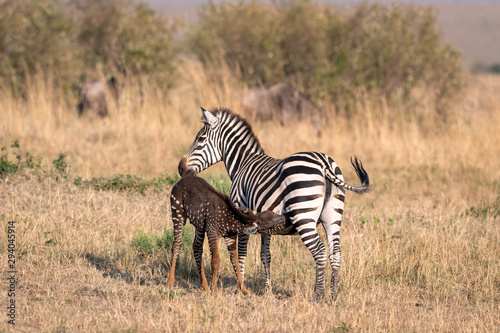 Rare zebra foal with polka dots  spots  instead of stripes  named Tira after the guide who first saw her  nursing.  Image taken in the Maasai Mara National Park in Kenya.