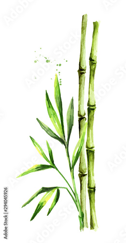 Fototapeta Naklejka Na Ścianę i Meble -  Green bamboo stem and leaves,  Watercolor hand drawn illustration, isolated on white background