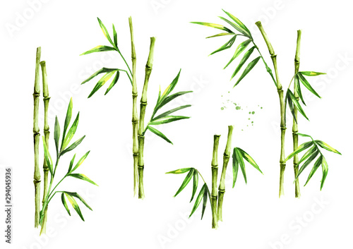 Green bamboo stems and leaves set. Watercolor hand drawn illustration, isolated on white background