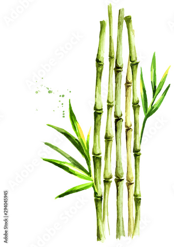Green bamboo stems and leaves   Watercolor hand drawn illustration  isolated on white background