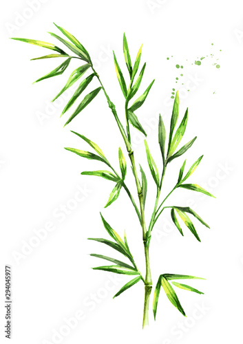 Green bamboo stems and leaves. Watercolor hand drawn illustration  isolated on white background
