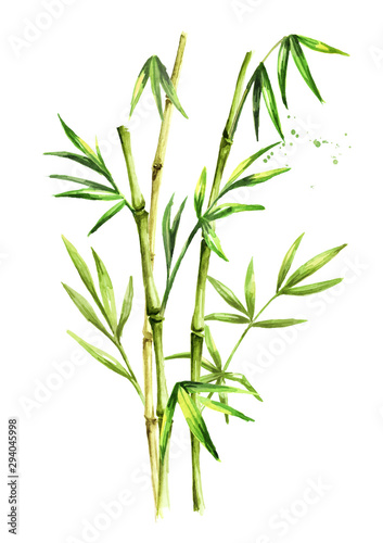 Green bamboo stems and leaves. Watercolor hand drawn illustration, isolated on white background