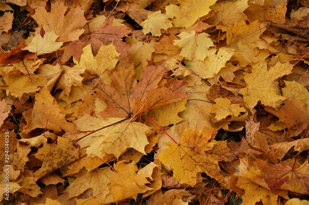 colorful fallen autumn leaves