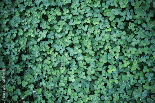 Leaf clover backgrounds ,walpapper, a clover leaf with four leaflets, rather than the typical three, thought to bring good luck
