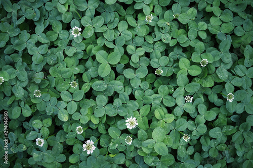 Leaf clover backgrounds ,walpapper, a clover leaf with four leaflets, rather than the typical three, thought to bring good luck