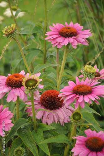 Close-up autumn flowers with pink petals and burgundy middle