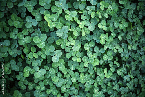 Leaf clover backgrounds ,walpapper, a clover leaf with four leaflets, rather than the typical three, thought to bring good luck