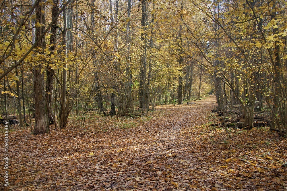 Fototapeta premium calm autumn landscape natural colors
