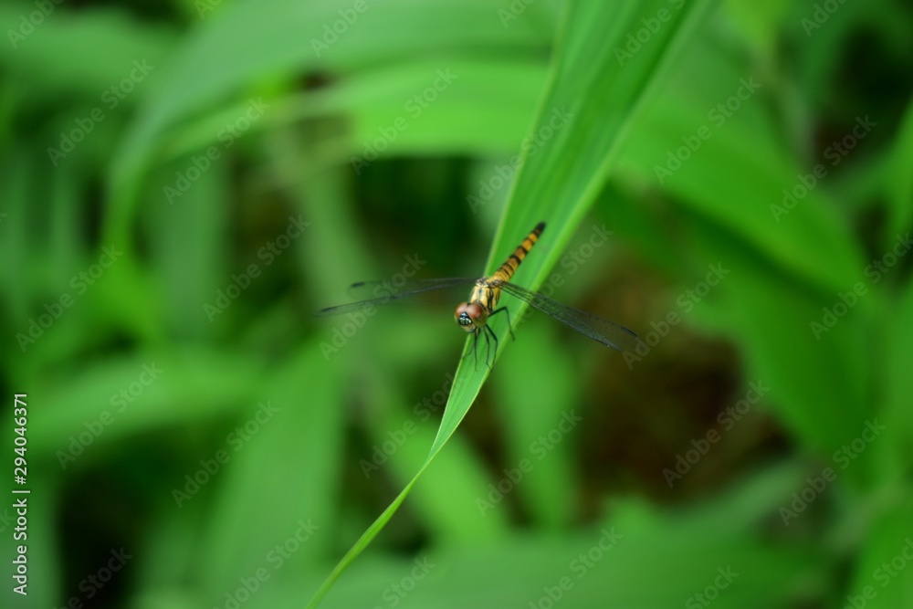 dragonfly on blade of grass dragonfly on blade of grass