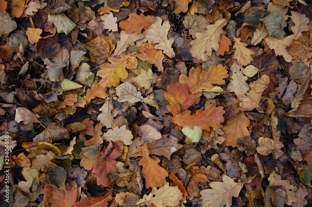 background texture autumn oak  leaves
