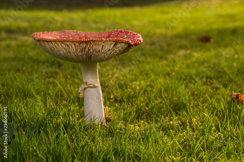 Fly Agaric (Amanita muscaria) photo