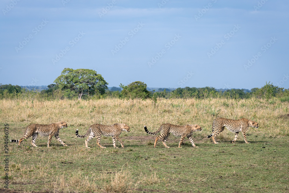 Cheetah mother and three older cubs walking along the savannah preparing to hunt. Image taken in the Maasai Mara National Reserve, Kenya. Cheetah mother and three older cubs walking along the savannah preparing to hunt. Image taken in the Maasai Mara National Reserve, Kenya.