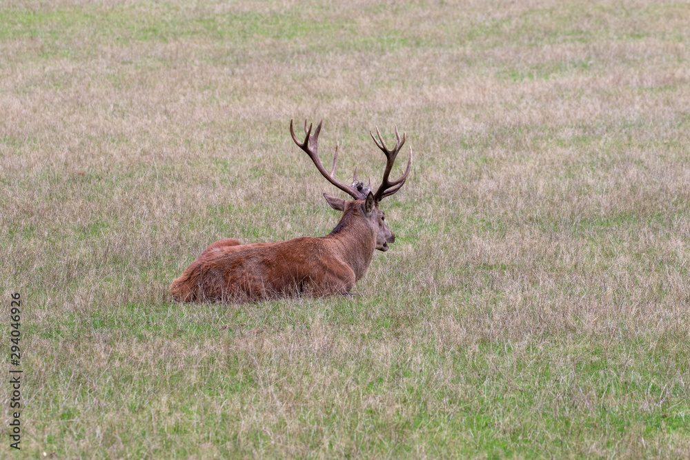 Fototapeta premium Lying redstag in the grass in autumn
