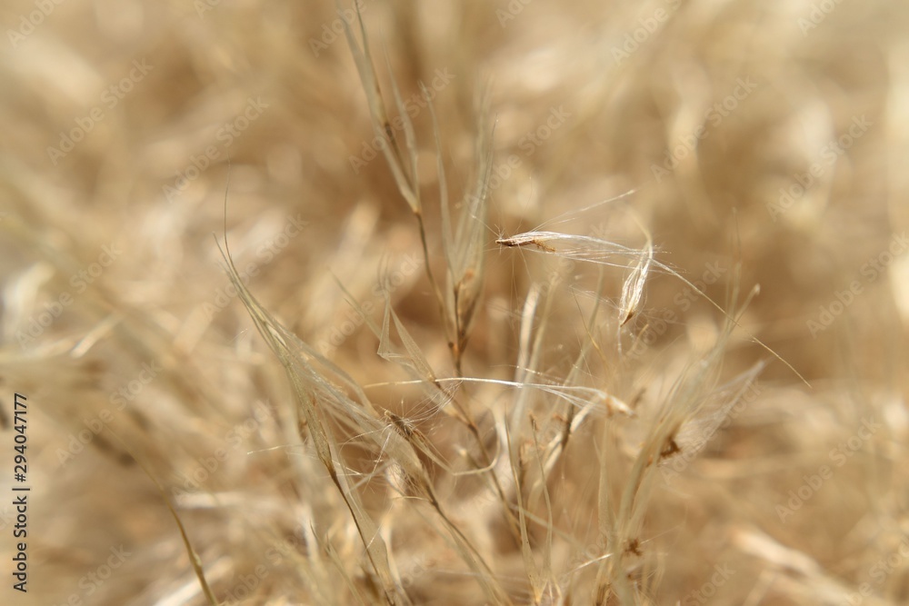 Fototapeta premium Macro Wheat