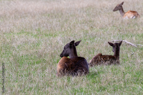Fototapeta Naklejka Na Ścianę i Meble -  Lying black female animals of fellow deer