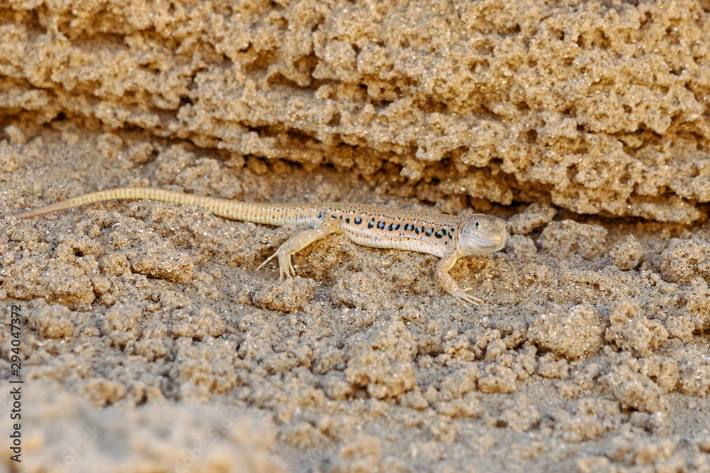 Rapid fringe-toed lizard Eremias velox on sand dune. Cute reptile in wildlife. Rapid fringe-toed lizard Eremias velox on sand dune. Cute reptile in wildlife.