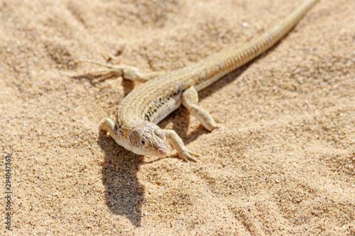 Rapid fringe-toed lizard Eremias velox on sand dune. Cute reptile in wildlife. photo