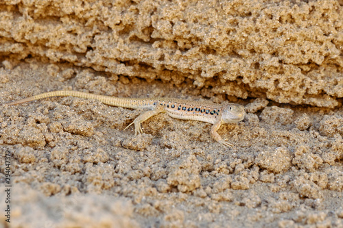 Rapid fringe-toed lizard Eremias velox on sand dune. Cute reptile in wildlife.