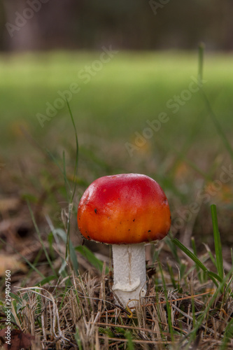 Fly Agaric (Amanita muscaria) photo