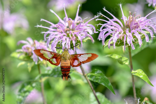 Hummingbird moth in flowers photo