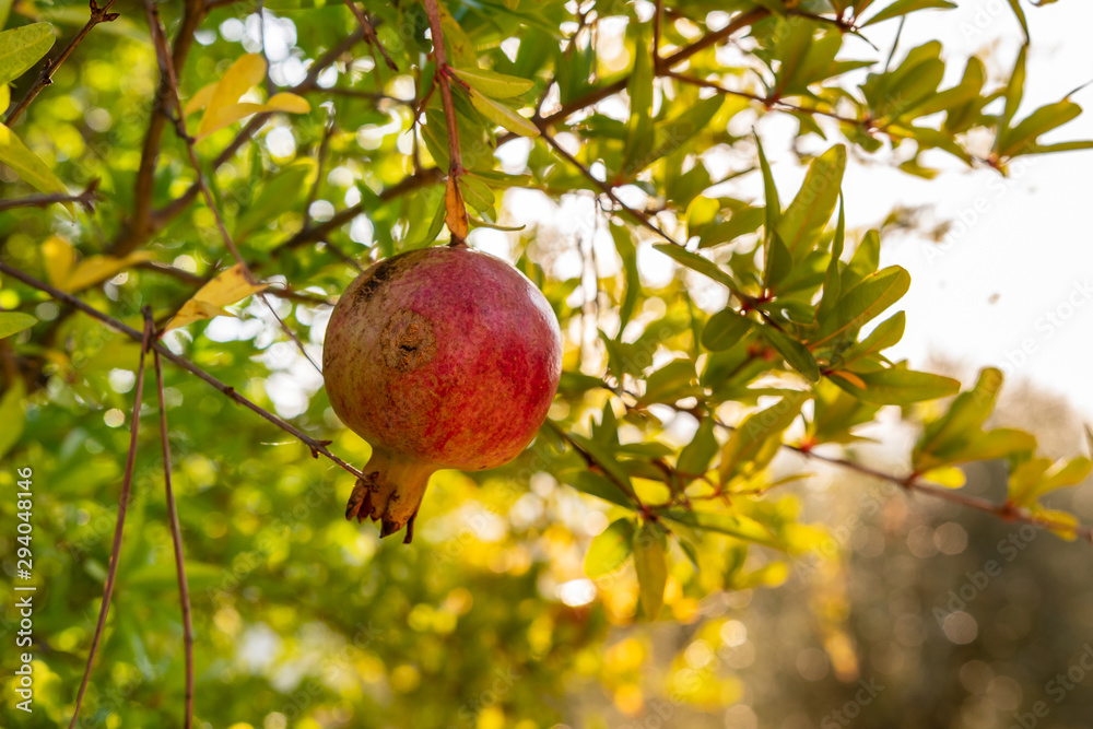 granatapfel granatapfel