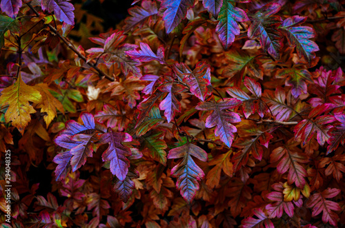 autumn red leaves on bush background