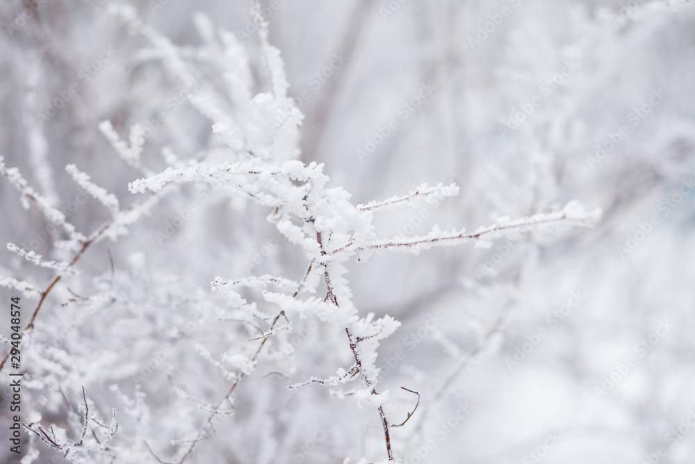 Frosty branches in hoarfrost. Winter mood. Frosty morning. Beauty of winter