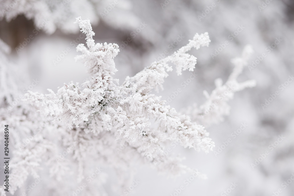 Frosty branches in hoarfrost. Winter mood. Frosty morning. Beauty of winter