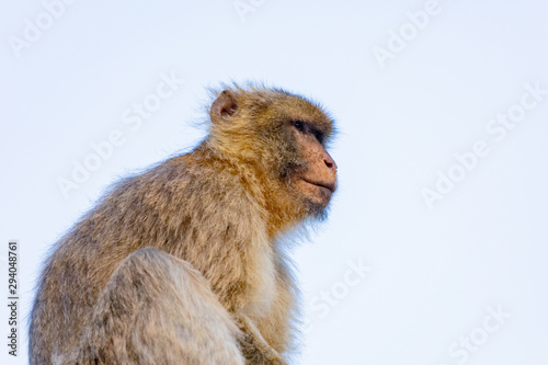Portrait of a small monkey © Gelpi