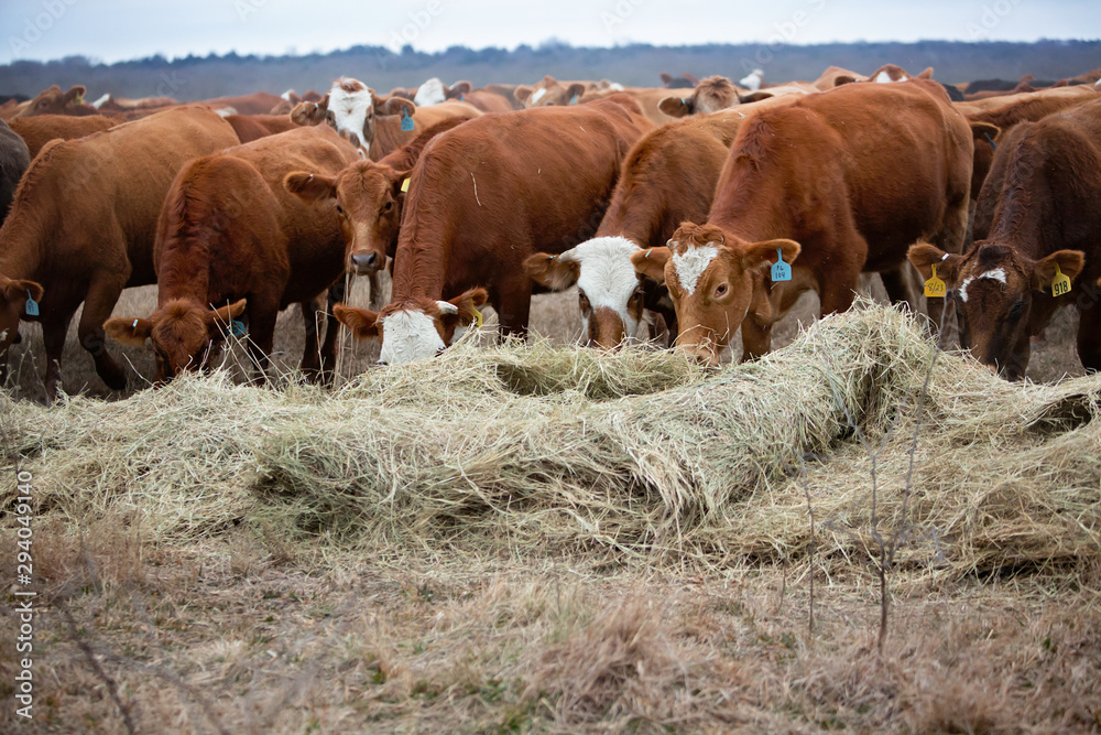 Herd of cows being fed hay in winter