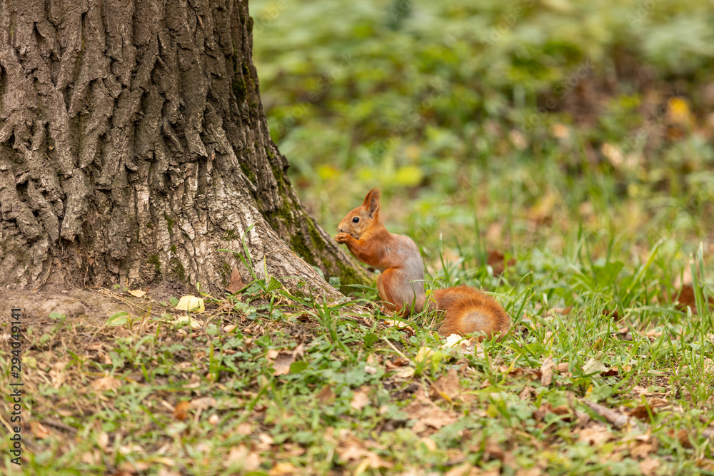 Squirrel with a nut in the autumn forest Squirrel with a nut in the autumn forest