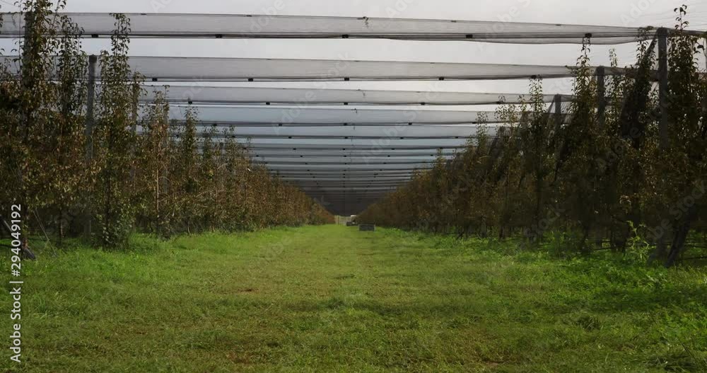 Aerial shot of rows of pear trees plantation of ecological and biological orchard in a fall season ready to be collected. Aerial shot of rows of pear trees plantation of ecological and biological orchard in a fall season ready to be collected.