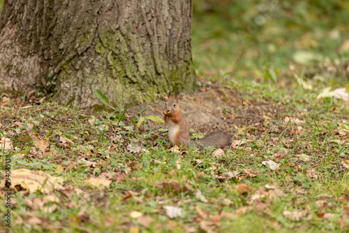 Squirrel in the autumn forest © Konstantin Shatilov